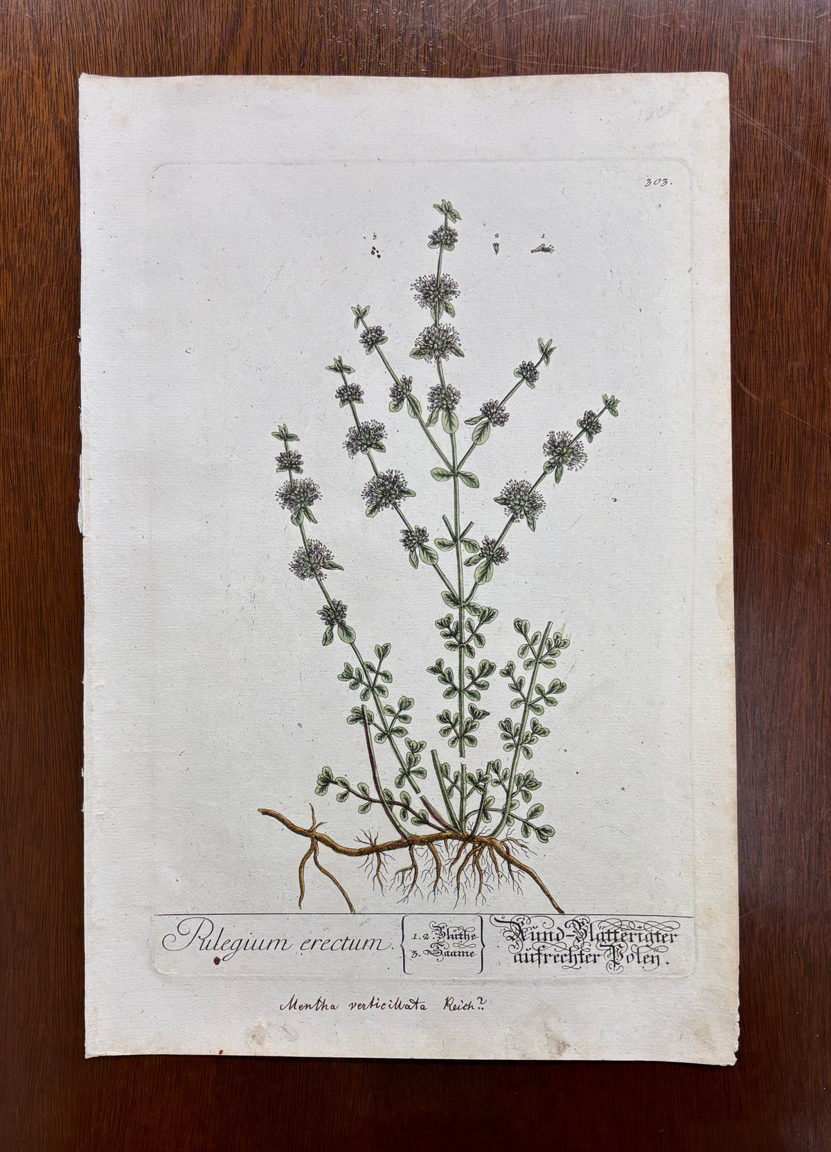 Pl. 303 by Elizabeth Blackwell