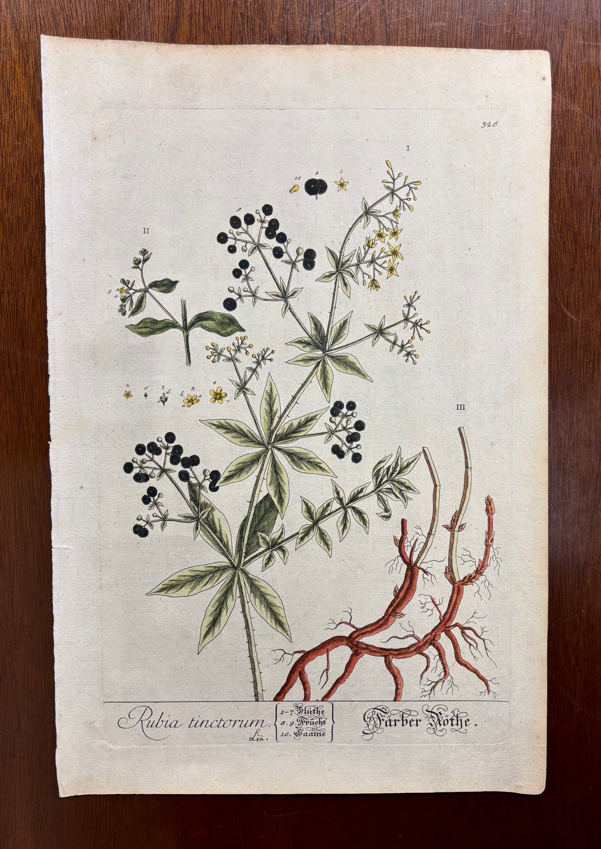 Pl. 326 by Elizabeth Blackwell