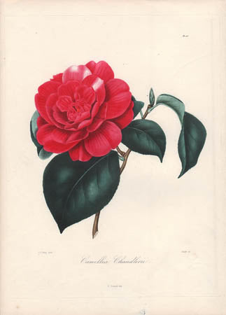 Berlese, Botantial: Camellias, Cummingii