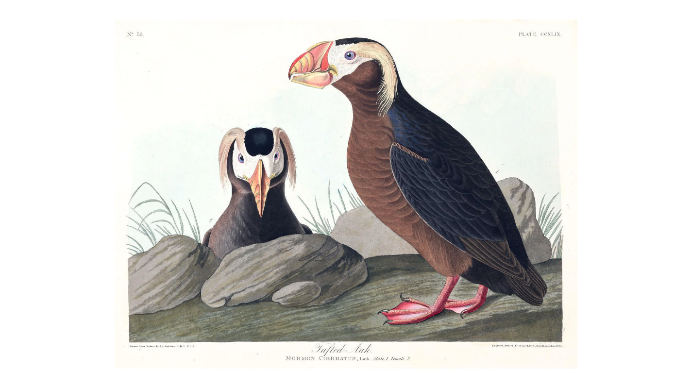 John James Audubon Leipzig Ed. Tufted Auk Print Lithograph Engraving 1973 Germany Birds of America Collection