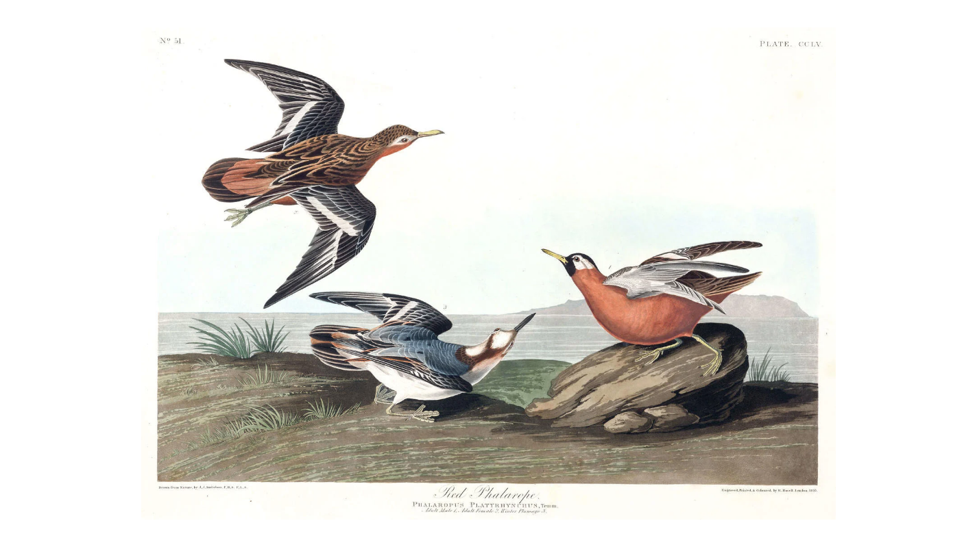 John James Audubon Leipzig Ed. Louisiana Red Phalarope, Print Lithograph Engraving 1973 Germany Birds of America Collection