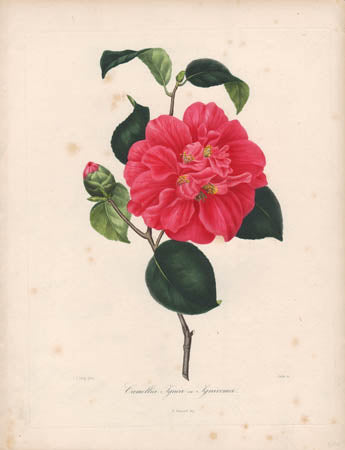 Berlese, Botantial: Camellias, Pomponia semiplena