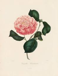 Berlese, Botantial: Camellias, Venustissima