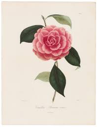 Berlese, Botantial: Camellias, Hexangularis