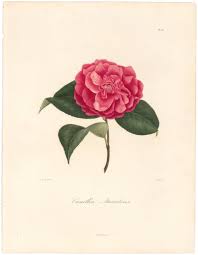Berlese, Botantial: Camellias, Atrorubens