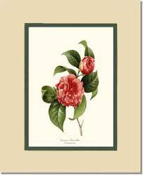 Berlese, Botantial: Camellias, Minuta