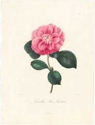 Berlese, Botantial: Camellias, Rosa Punctata