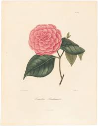 Berlese, Botantial: Camellias, Bradamante