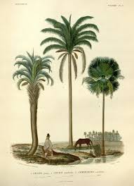 Rodriquez, Botantical: Palm Trees, Cocos Arecha.