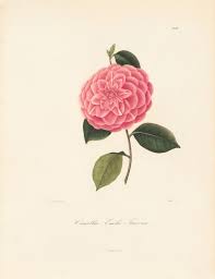 Berlese, Botantial: Camellias, Emelie Taverna