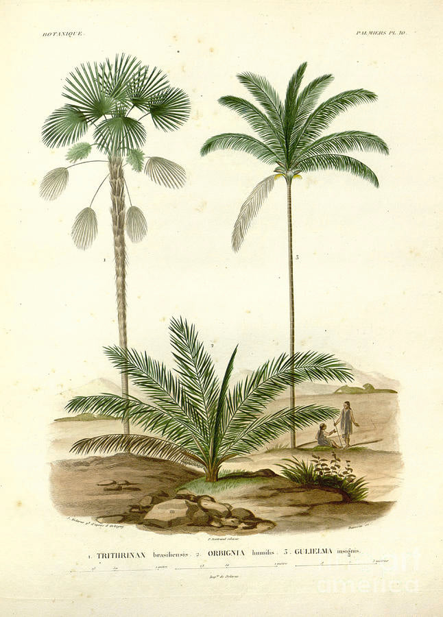 Rodriquez, Botantical: Palm Trees, Cocos Leisosp.