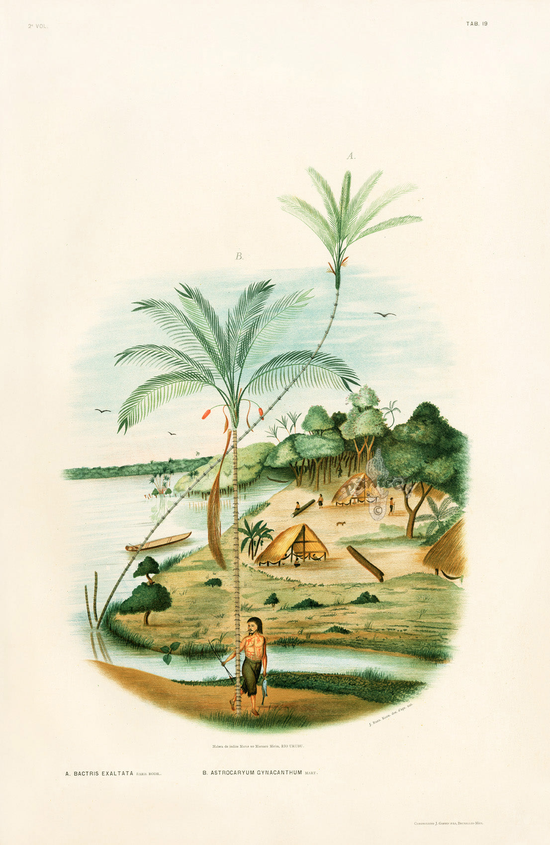 Rodriquez, Botantical: Palm Trees, Bactris Acant.