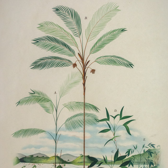 Rodriquez, Botantical: Palm Trees, Bactris Tarum.