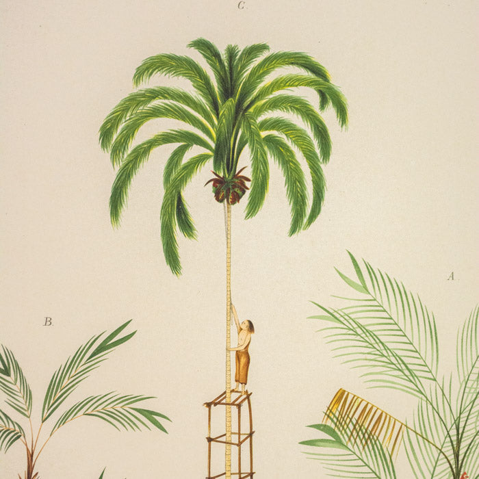 Rodriquez, Botantical: Palm Trees, Bactris Mindellii