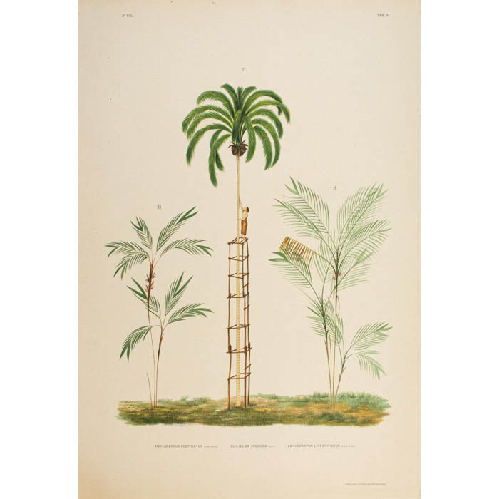 Rodriquez, Botantical: Palm Trees, Bactris Oligoc.