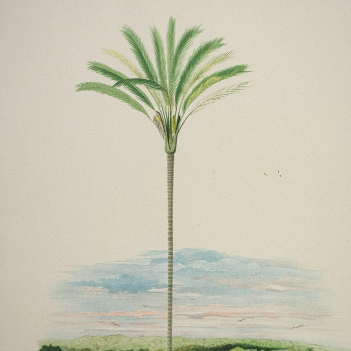 Rodriquez, Botantical: Palm Trees, Diplothemium