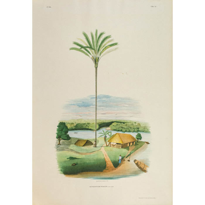 Rodriquez, Botantical: Palm Trees, Arikuryroba