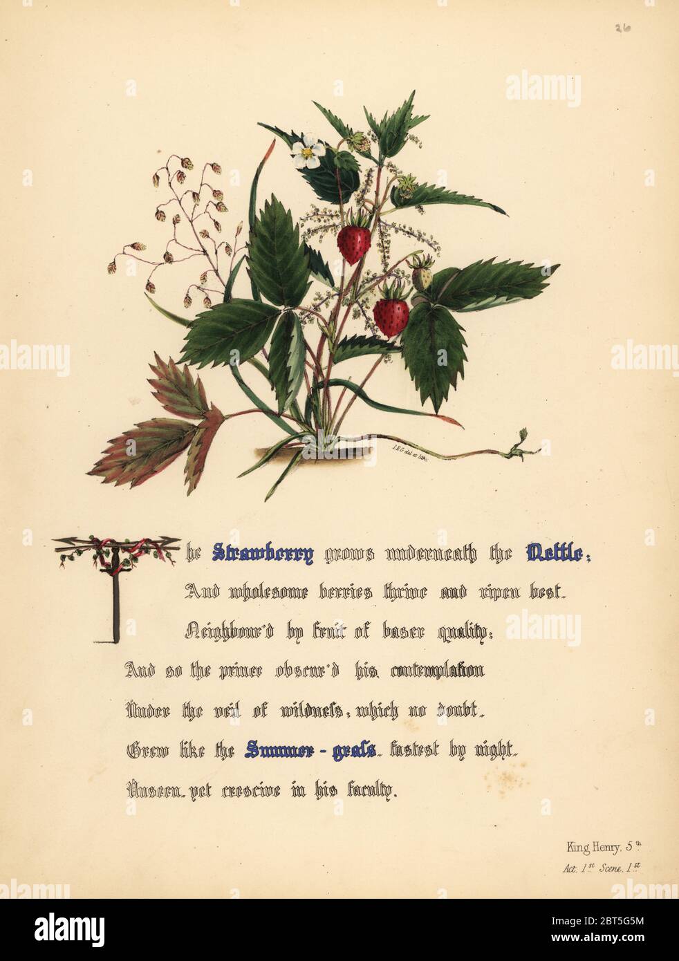 Flowers of Shakespeare, Botanical, King Henry, 6th,