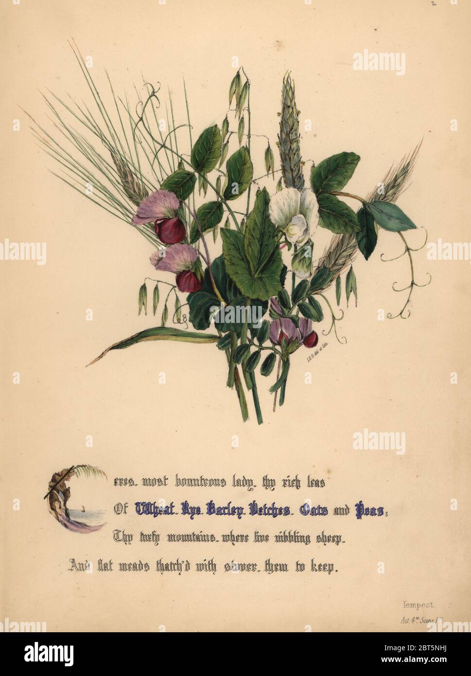 Flowers of Shakespeare, Botanical, Tempest,