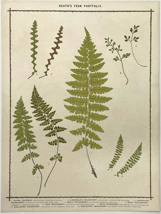 Heath’s Fern Portfolio Original Chromolithograph
