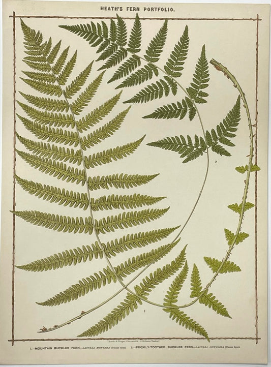 Heath’s Fern Portfolio Original Chromolithograph