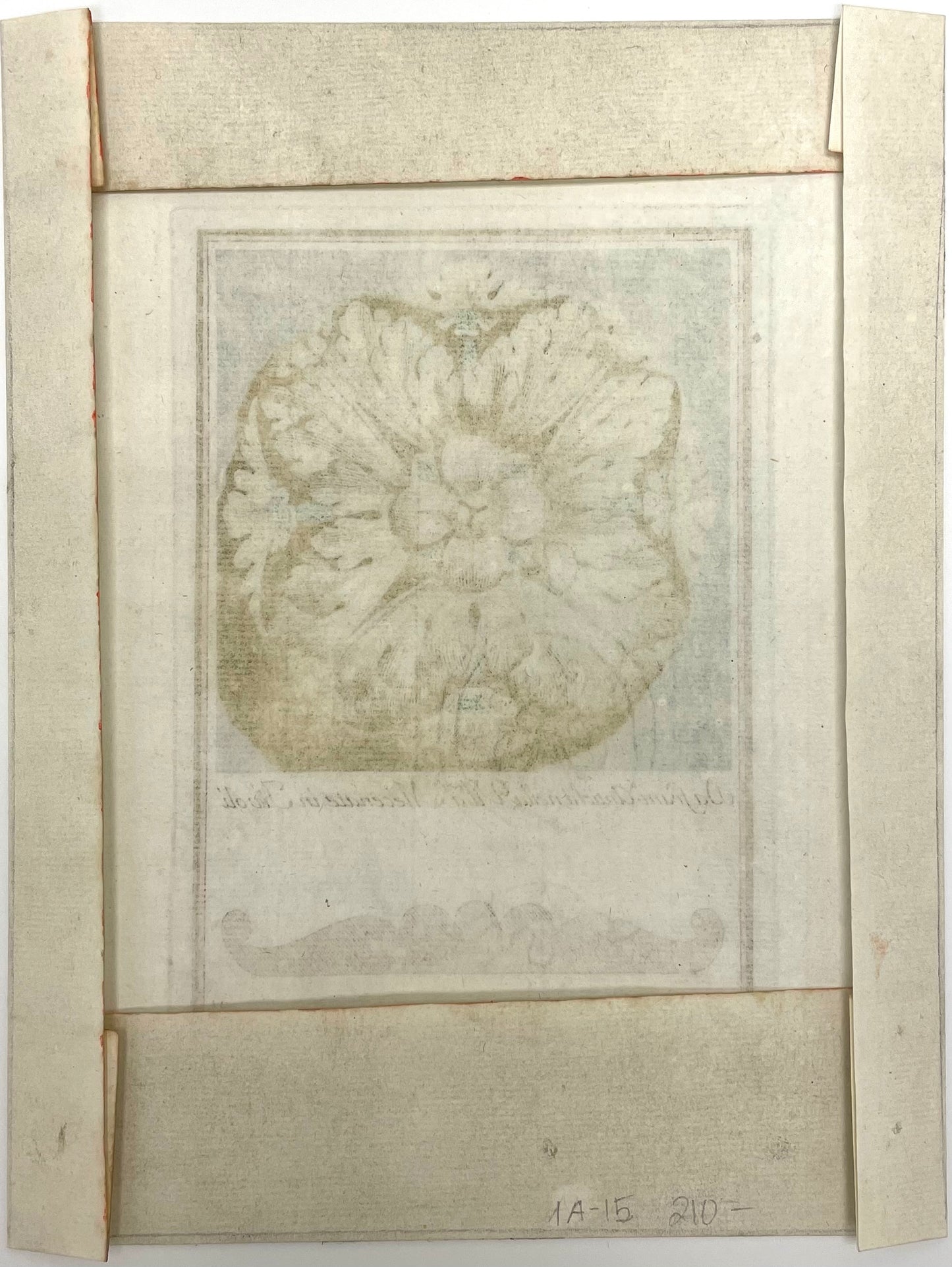 Architectural Rosette by Carlo Antonini