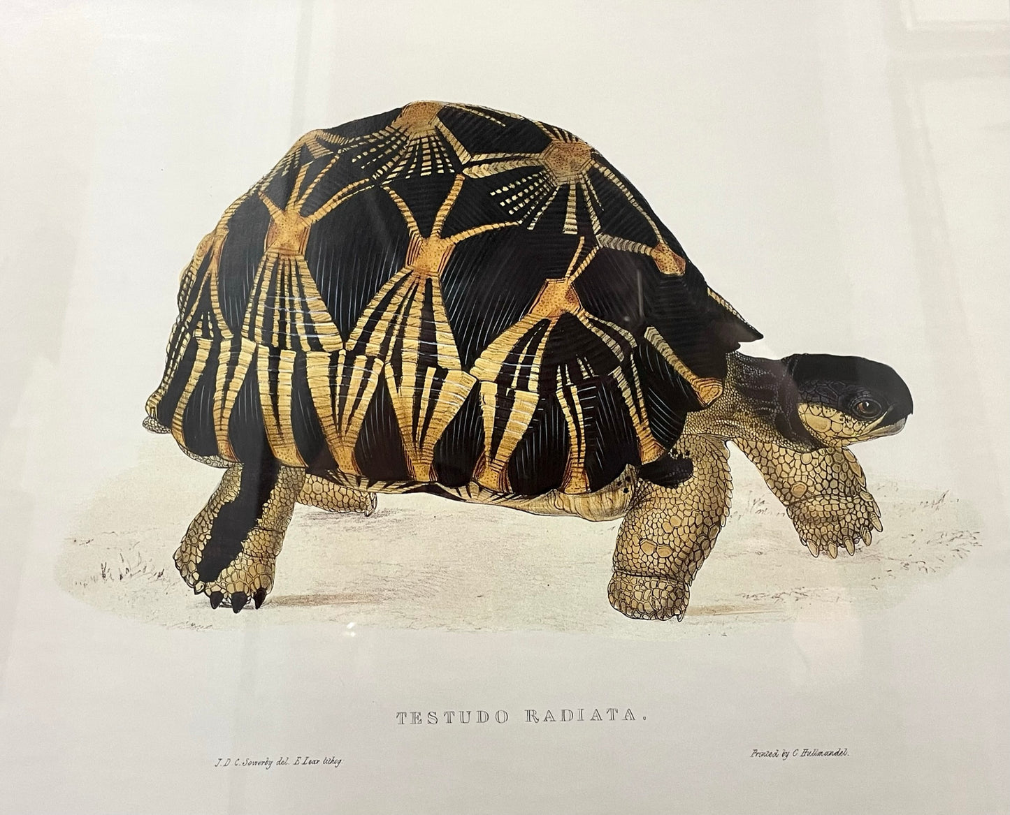 Tortoise Prints, Testudo Radiata and Testudo Carbonaria, pair