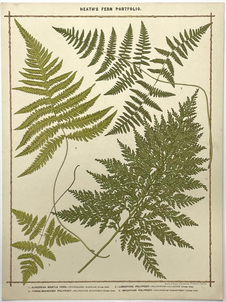 Heath’s Fern Portfolio Original Chromolithograph
