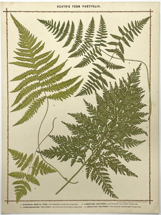 Heath’s Fern Portfolio Original Chromolithograph