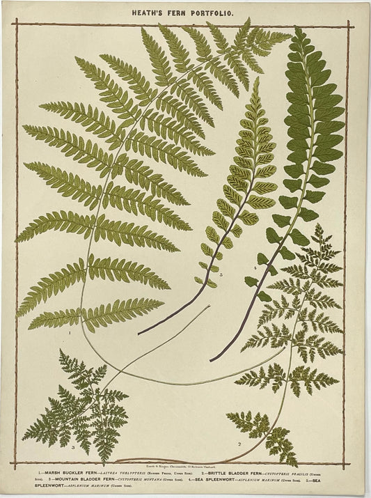 Heath’s Fern Portfolio Original Chromolithograph