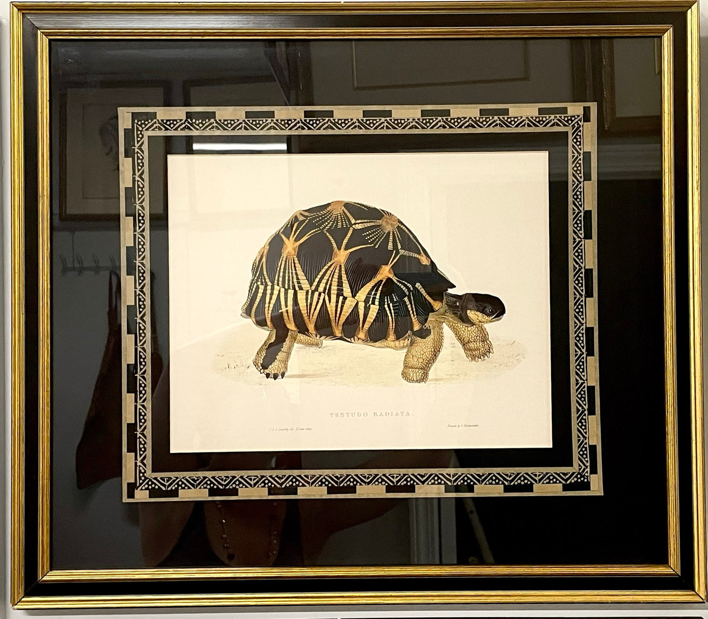 Tortoise Prints, Testudo Radiata and Testudo Carbonaria, pair