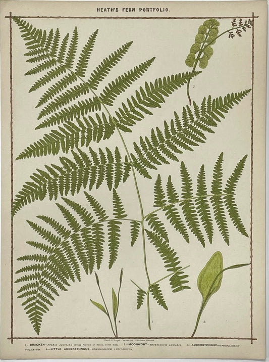 Heath’s Fern Portfolio Original Chromolithograph
