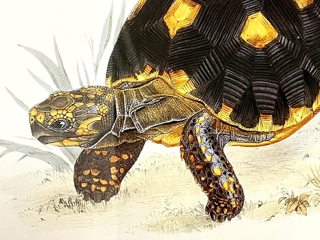 Tortoise Prints, Testudo Radiata and Testudo Carbonaria, pair