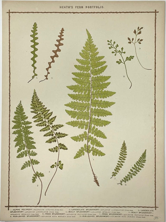 Heath’s Fern Portfolio Original Chromolithograph