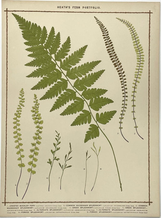 Heath’s Fern Portfolio Original Chromolithograph