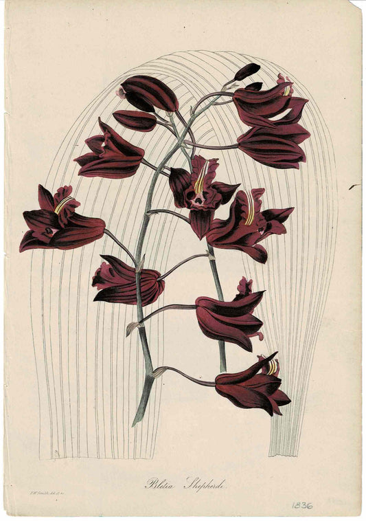 Hand-colored Botanical by FW Smith, Bletia Shepherds, c.1836