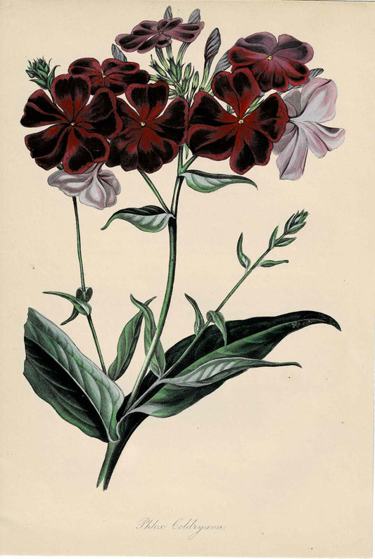 Purple Hand-colored Botanical, Phlox Goldryana, c. mid-1800s