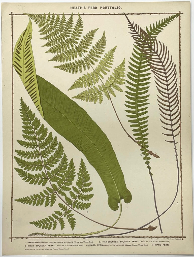 Heath’s Fern Portfolio Original Chromolithograph