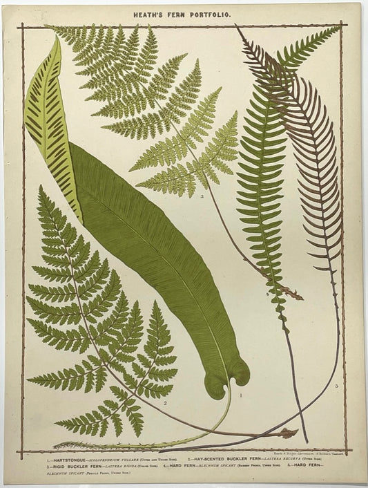 Heath’s Fern Portfolio Original Chromolithograph