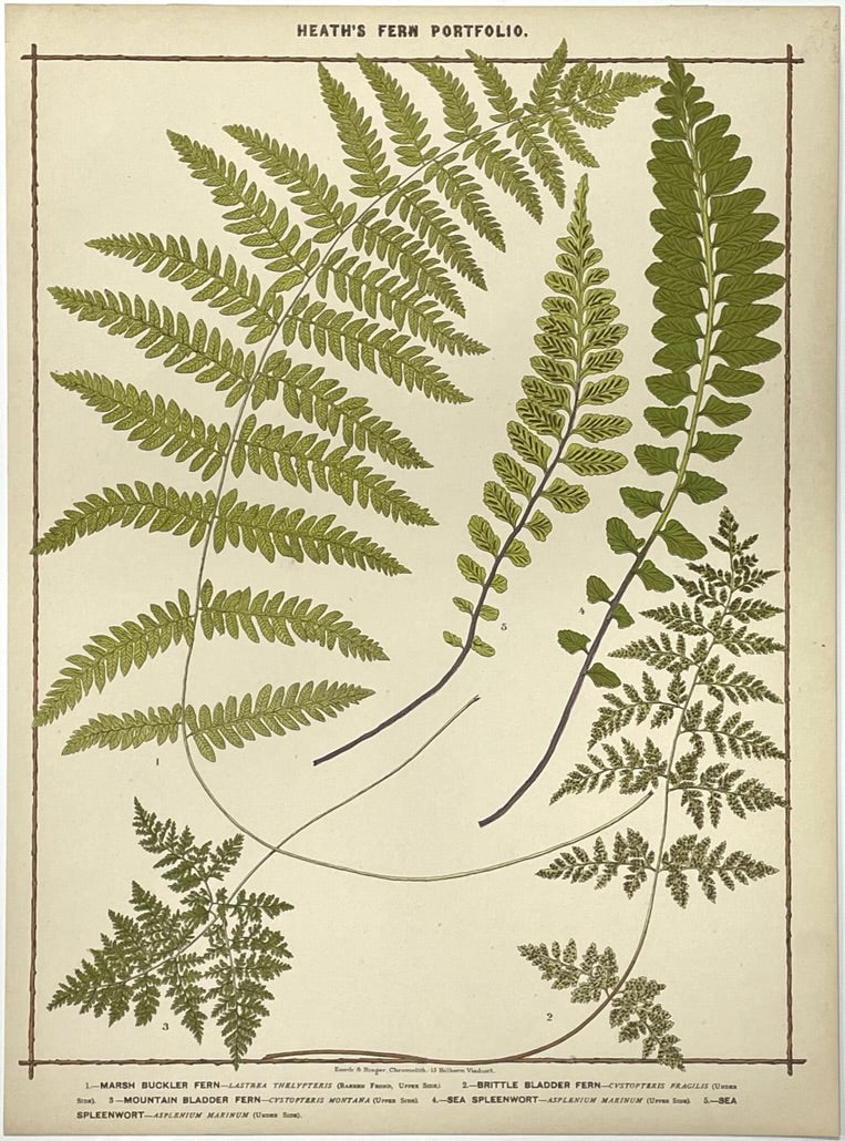 Heath’s Fern Portfolio Original Chromolithograph