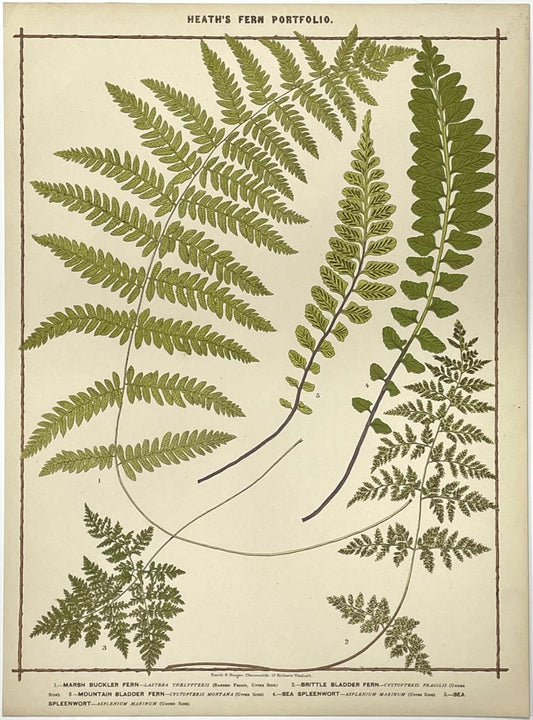 Heath’s Fern Portfolio Original Chromolithograph