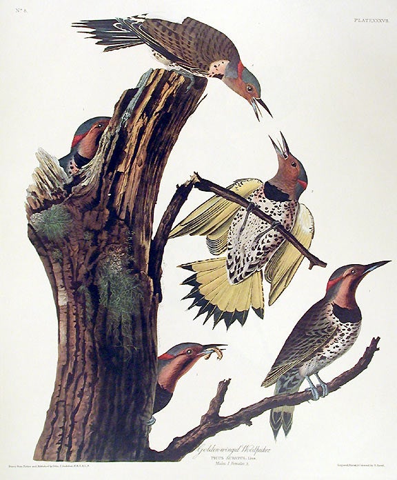 John James Audubon Amsterdam Ed.Gold-winged Woodpecker Print Lithograph Engraving 1972 Germany Birds of America Collection