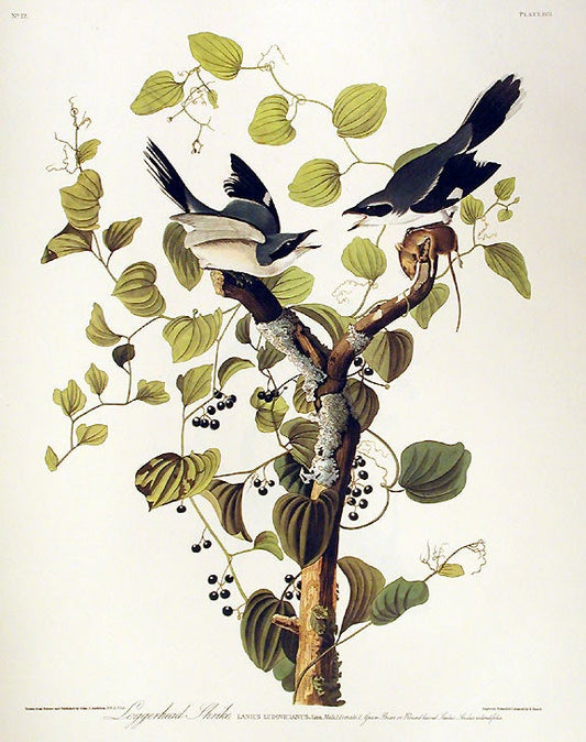 John James Audubon Amsterdam Ed. Loggerhead Shrike Print Lithograph Engraving 1972 Germany Birds of America Collection