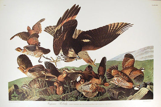 John James Audubon Amsterdam Ed.Virginia Partridge Print Lithograph Engraving 1972 Germany Birds of America Collection