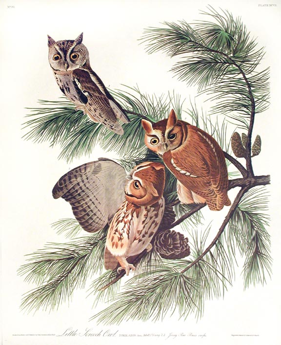 John James Audubon Amsterdam Ed.Little Screech Owls Print Lithograph Engraving 1972 Germany Birds of America Collection