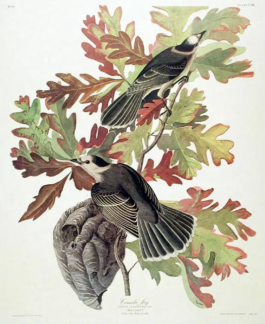 John James Audubon Amsterdam Ed.Canada Jay Print Lithograph Engraving 1972 Germany Birds of America Collection