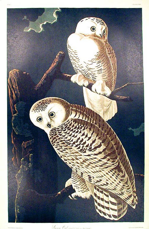 John James Audubon Amsterdam Ed.Snowy Owl Print Lithograph Engraving 1972 Germany Birds of America Collection