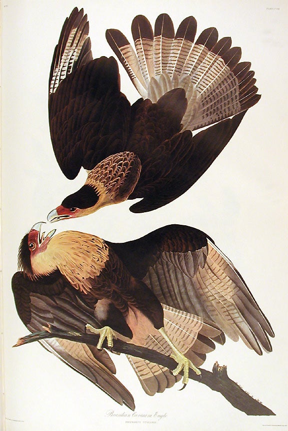 John James Audubon Amsterdam Ed.Brazilian Caracara Eagle Print Lithograph Engraving 1972 Germany Birds of America Collection