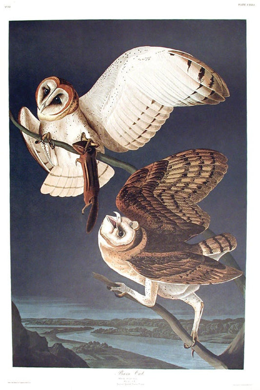 John James Audubon Amsterdam Ed.Summer Owls Print Lithograph Engraving 1972 Germany Birds of America Collection