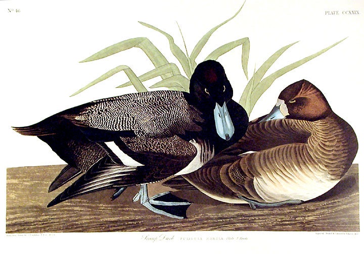 John James Audubon  Amsterdam Ed. Scaup Duck. Print Lithograph Engraving 1973 Germany Birds of America Collection